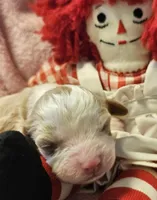 Raggedy Anne , a female Cavalier King Charles Spaniel and Cavachon for sale in Lancaster, OH – Photo 4 of 10