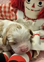 Raggedy Anne , a female Cavalier King Charles Spaniel and Cavachon for sale in Lancaster, OH – Photo 3 of 10