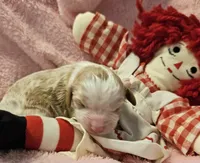 Raggedy Anne , a female Cavalier King Charles Spaniel and Cavachon for sale in Lancaster, OH – Photo 8 of 10