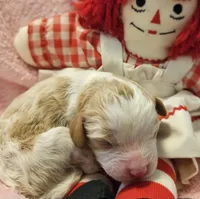 Raggedy Anne , a female Cavalier King Charles Spaniel and Cavachon for sale in Lancaster, OH – Photo 2 of 10