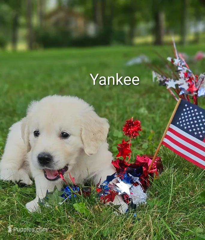 Yankee ACA – Golden Retriever, English Cream Golden Retriever puppy for sale in Lancaster, OH