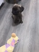 Puglet , a male Pug for sale in Lancaster, OH – 5 of 7