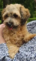 Tilly, a female Shihpoo for sale in Lancaster, OH – 7 of 8