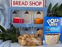 Blueberry Puptart, a male Cockapoo and Bichpoo for sale in Lancaster, OH – 8 of 9