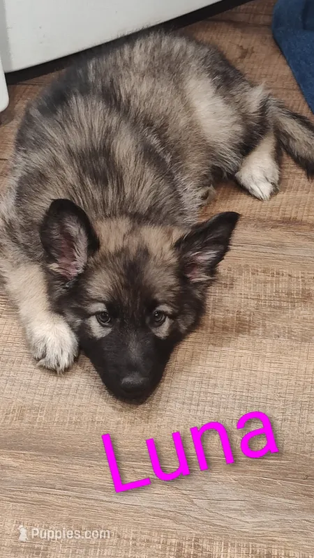 Luna – German Shepherd Dog puppy for sale in Lancaster, OH