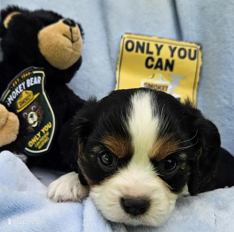 Smoky Bear akc  – Cavalier King Charles Spaniel puppy for sale in Lancaster, OH