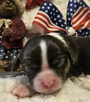 Independence , a female Cavalier King Charles Spaniel for sale in Lancaster, OH – 5 of 10