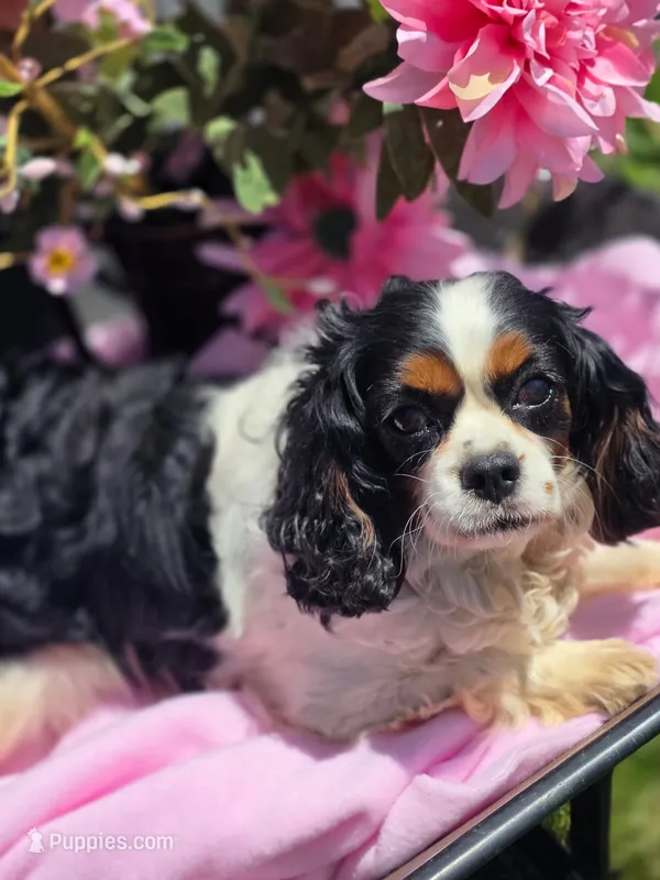 Winnie  – Cavalier King Charles Spaniel puppy for sale in Lancaster, OH