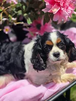 Winnie , a female Cavalier King Charles Spaniel for sale in Lancaster, OH – 1 of 10