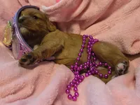 Cinderella akc, a female Cavalier King Charles Spaniel for sale in Lancaster, OH – 5 of 10