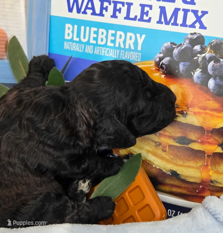 Blueberry Waffle  – Cockapoo, Bichpoo puppy for sale in Lancaster, OH