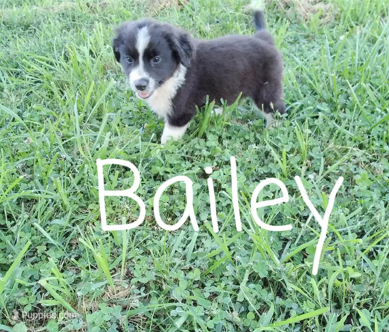 Bailey – German Shepherd Dog, Labradoodle puppy for sale in Lancaster, OH