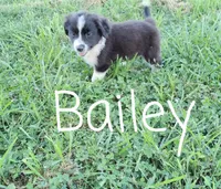Bailey, a male German Shepherd Dog and Labradoodle for sale in Lancaster, OH – 1 of 3