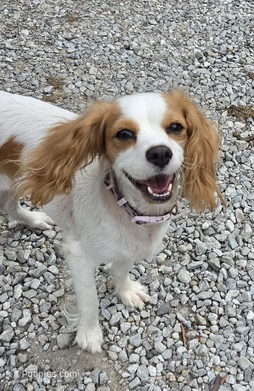 Dalitso  – Cavalier King Charles Spaniel, Cavachon puppy for sale in Lancaster, OH