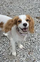 Dalitso , a female Cavalier King Charles Spaniel and Cavachon for sale in Lancaster, OH – 1 of 7