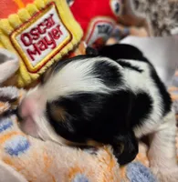 Oscar Meyer , a male Cavalier King Charles Spaniel and Miniature Dachshund for sale in Lancaster, OH – 7 of 10
