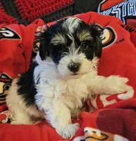 Victor , a male Poodle - Miniature  and Bichpoo for sale in Lancaster, OH – 9 of 9