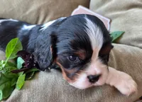 Basil, a male Cavalier King Charles Spaniel for sale in Lancaster, OH – 4 of 10