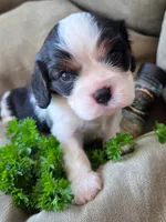 Parsley , a male Cavalier King Charles Spaniel for sale in Lancaster, OH – 2 of 8