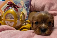 Cinderella akc, a female Cavalier King Charles Spaniel for sale in Lancaster, OH – 7 of 10