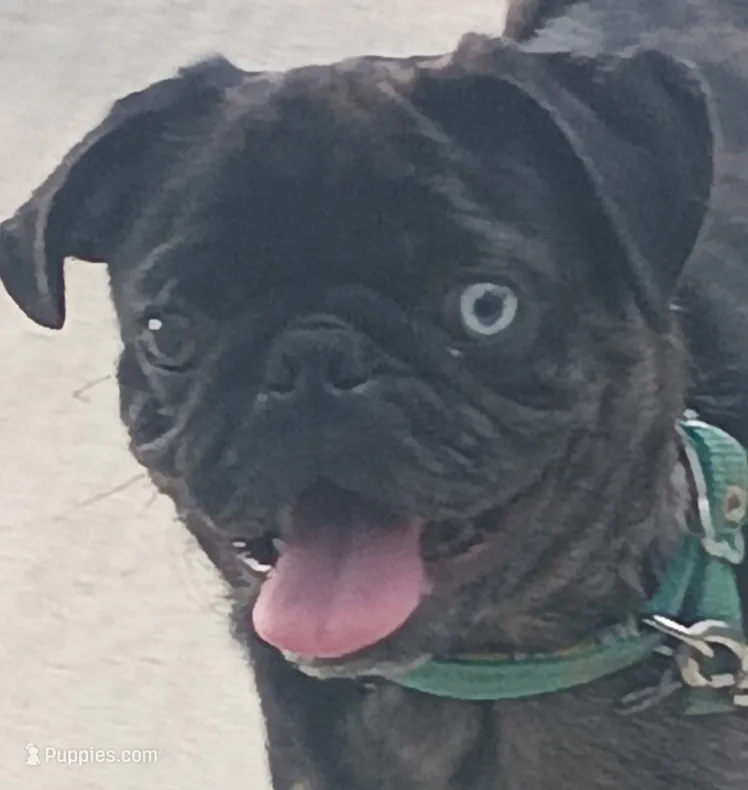 Pepper akc – Pug puppy for sale in Lancaster, OH