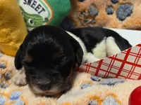 Sausage Patty, a female Cavalier King Charles Spaniel and Miniature Dachshund for sale in Lancaster, OH – 6 of 10