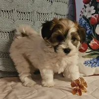 Valerie , a female Poodle - Miniature  and Bichpoo for sale in Lancaster, OH – 6 of 9