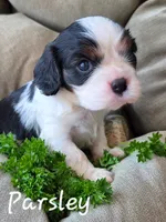 Parsley , a male Cavalier King Charles Spaniel for sale in Lancaster, OH – 8 of 8