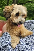 Tilly, a female Shihpoo for sale in Lancaster, OH – 8 of 8