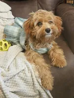 Mia Jewels / House Trained , a female Cavapoo for sale in Lancaster, OH – 8 of 9