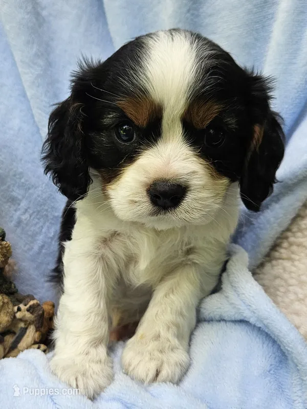 Boyds Bear akc  – Cavalier King Charles Spaniel puppy for sale in Lancaster, OH