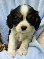 Boyds Bear akc , a male Cavalier King Charles Spaniel for sale in Lancaster, OH – 4 of 10