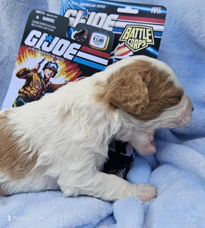 G I Joe – Cavalier King Charles Spaniel, Cavachon puppy for sale in Lancaster, OH