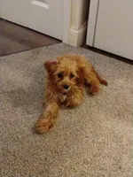 Mia Jewels , a female Cavapoo for sale in Lancaster, OH – 3 of 4