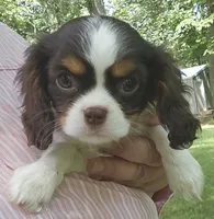 Sparkler , a female Cavalier King Charles Spaniel for sale in Lancaster, OH – 2 of 7