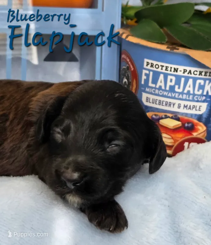 Blueberry Flapjack – Cockapoo, Bichpoo puppy for sale in Lancaster, OH