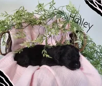 Hailey , a female German Shepherd Dog and Labradoodle for sale in Lancaster, OH – 1 of 1