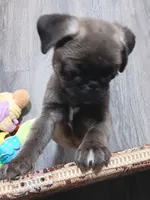 Puglet , a male Pug for sale in Lancaster, OH – 2 of 7