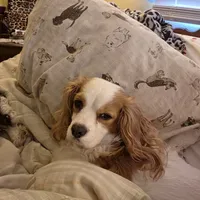 Dalitso , a female Cavalier King Charles Spaniel and Cavachon for sale in Lancaster, OH – 4 of 7