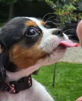 Smoky Bear akc choc carrier , a male Cavalier King Charles Spaniel for sale in Lancaster, OH – 1 of 10
