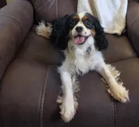 Winnie , a female Cavalier King Charles Spaniel for sale in Lancaster, OH – 9 of 10