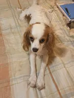 Dalitso , a female Cavalier King Charles Spaniel and Cavachon for sale in Lancaster, OH – 3 of 7