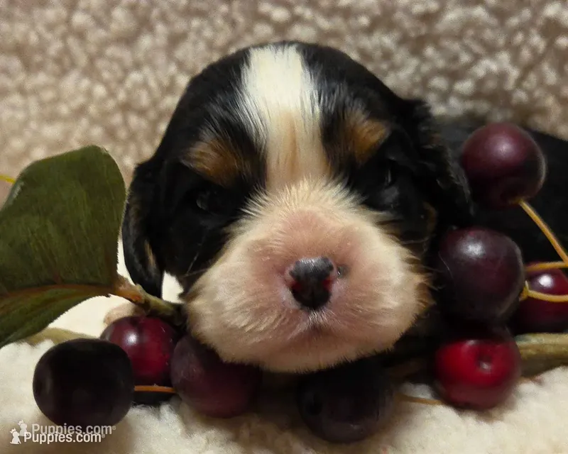 Cheerful Cherry AKC – Cavalier King Charles Spaniel puppy for sale in Lancaster, OH