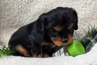 Rosemary , a female Cavalier King Charles Spaniel for sale in Lancaster, OH – 8 of 10