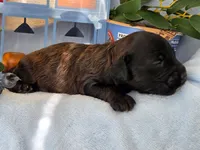 Blueberry Flapjack hypoallergenic , a male Cockapoo and Bichpoo for sale in Lancaster, OH – 3 of 9