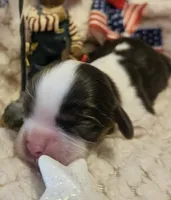 Patriot, a male Cavalier King Charles Spaniel for sale in Lancaster, OH – 3 of 10