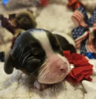 Liberty Bell, a female Cavalier King Charles Spaniel for sale in Lancaster, OH – 10 of 10