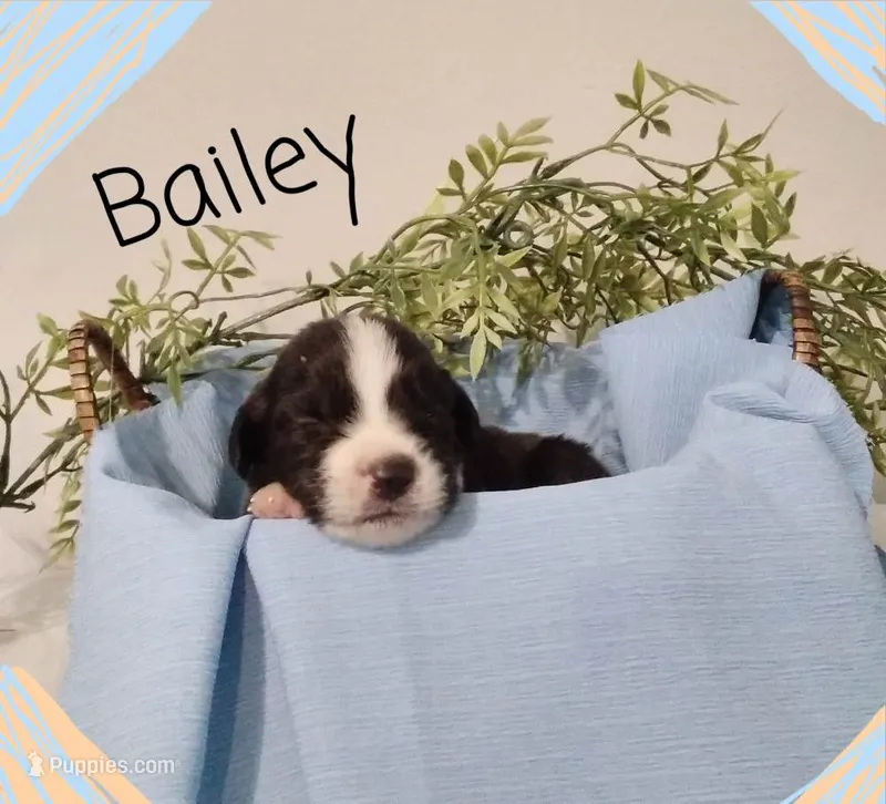 Bailey – German Shepherd Dog, Labradoodle puppy for sale in Lancaster, OH