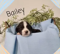 Bailey, a male German Shepherd Dog and Labradoodle for sale in Lancaster, OH – 1 of 1