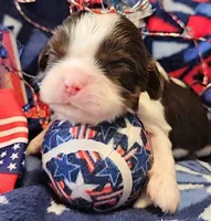 Patriot, a male Cavalier King Charles Spaniel for sale in Lancaster, OH – 6 of 9